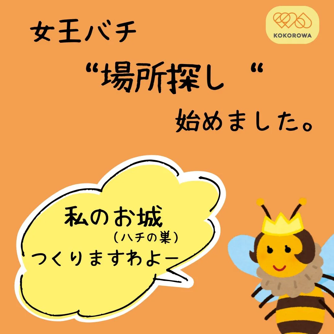 最近、蜂が飛んでいます🐝