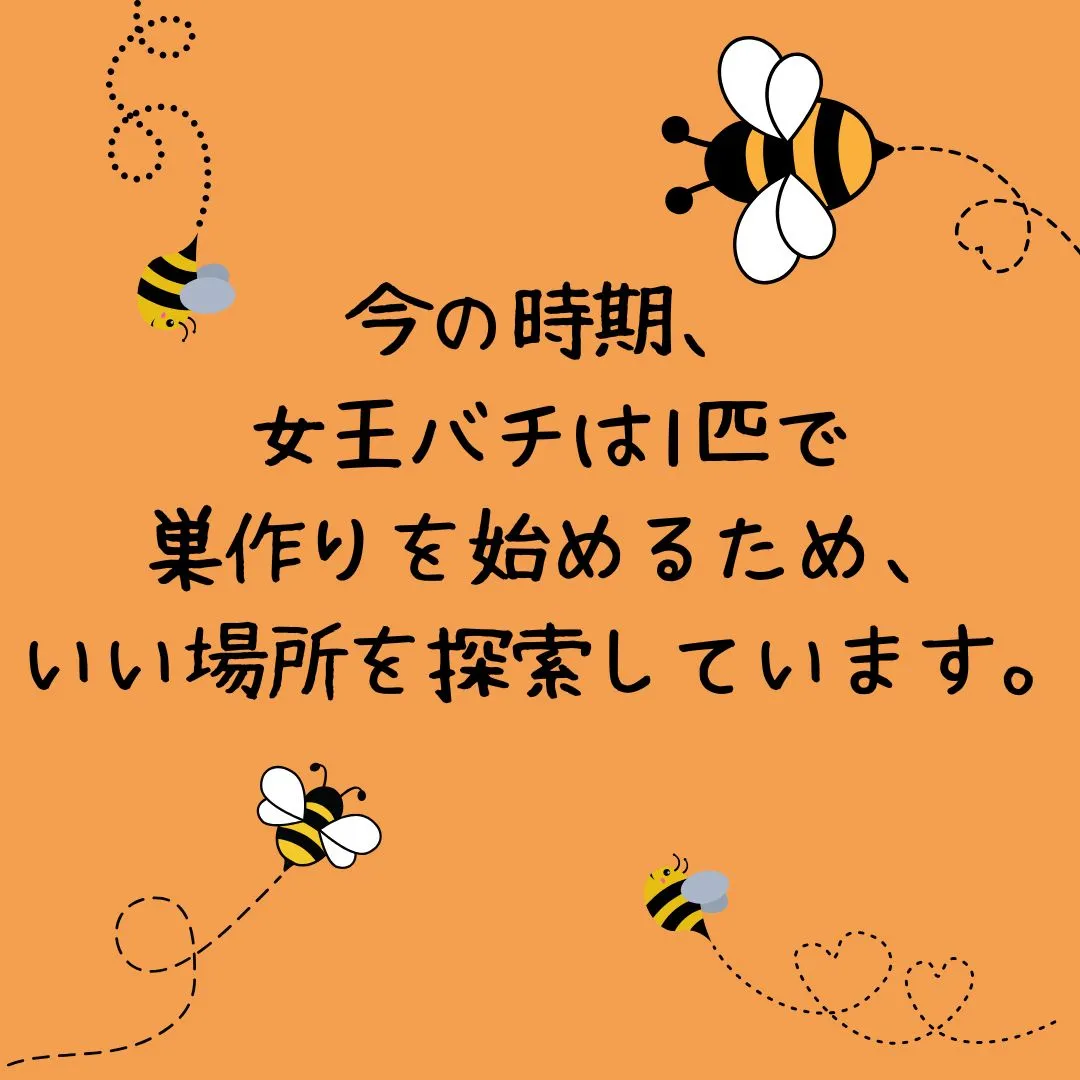 最近、蜂が飛んでいます🐝