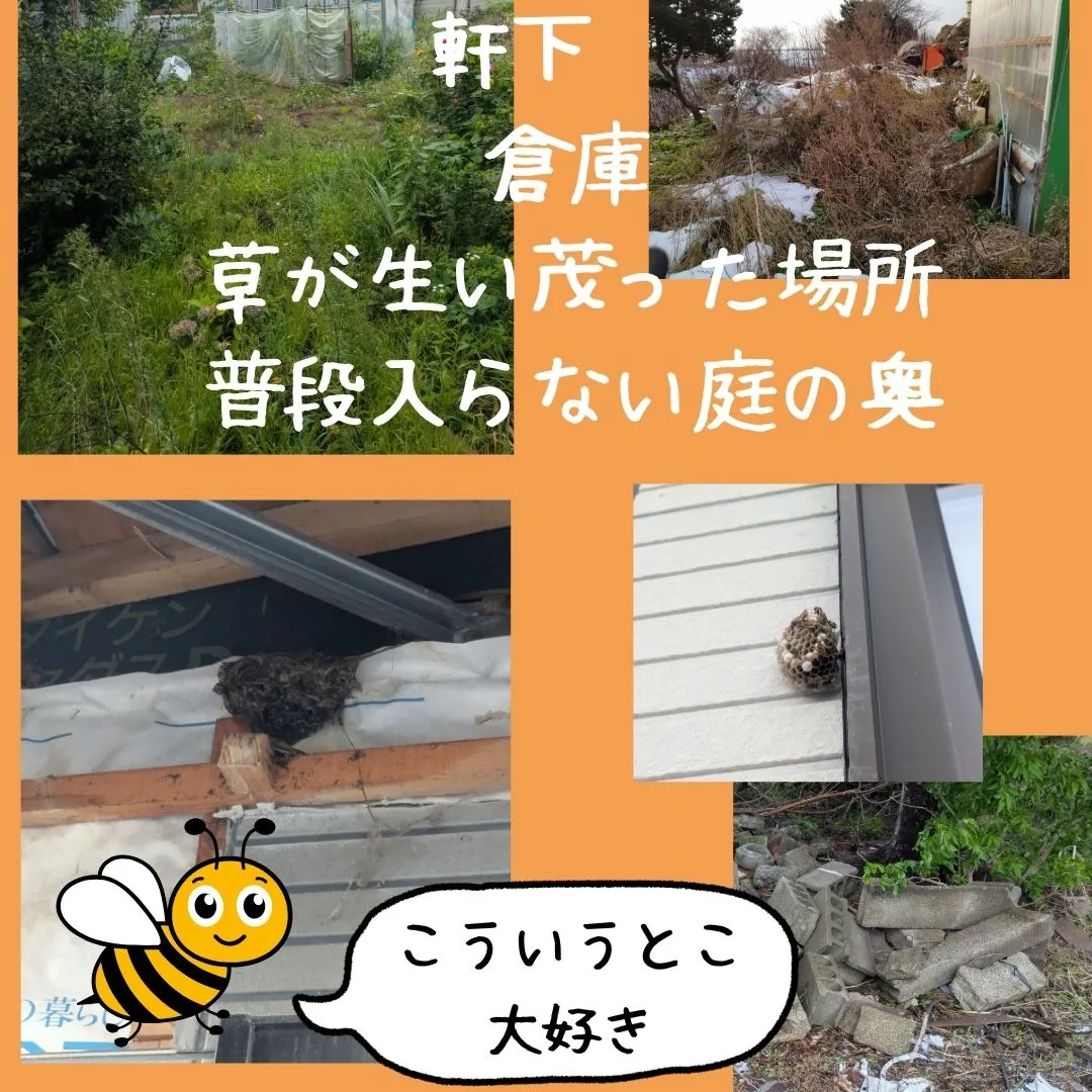 最近、蜂が飛んでいます🐝