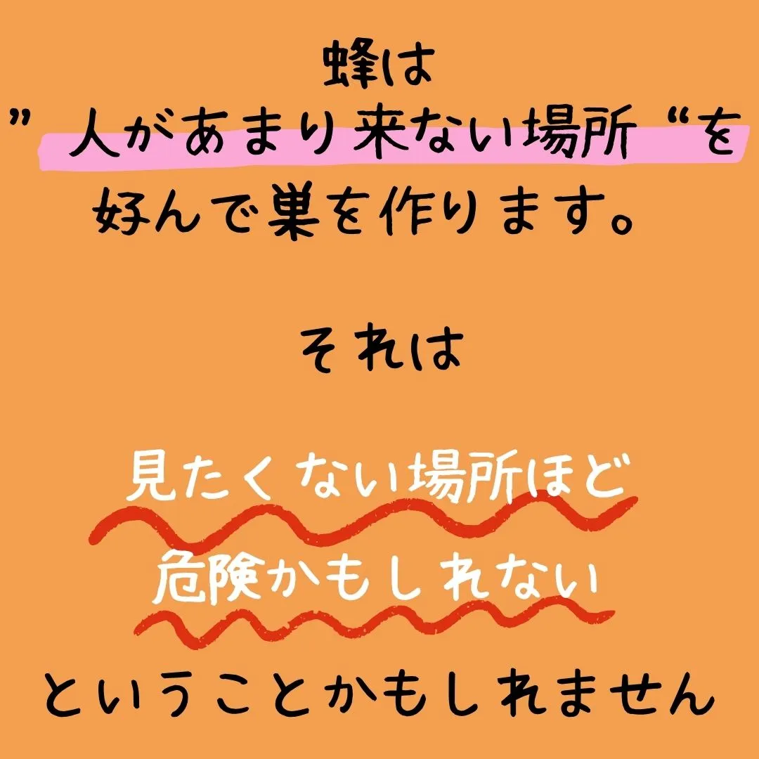 最近、蜂が飛んでいます🐝